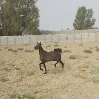 اسب مادیان عرب