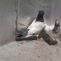 ۶ جفت کفتر کله ای کله دمی پرشی