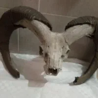 شاخ بز کوهی