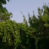 خانه باغ مبله جهت مسافر و فروش