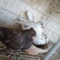 سار کاکلی شکلاتی