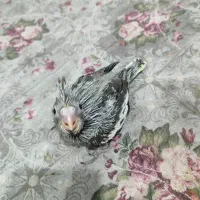 جوجه عروس هلندی