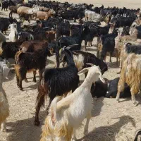 درود فروش گله بز داشتی