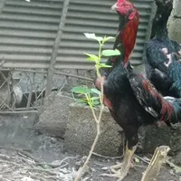 خروس لاری اصیل