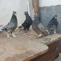 کفتر دم سفید