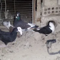 کبوتر|پرنده|یزدان شهر, |دیوار