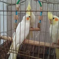 عروس هلندی سالم و جوان