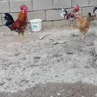 خروس|حیوانات مزرعه|رامشیر, |دیوار