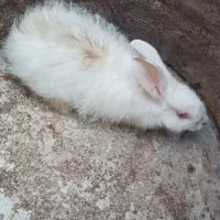 خرگوش ماده(رودان)