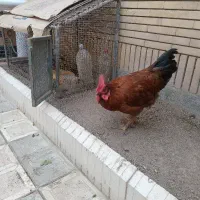 فروش یک عدد خروس جوان