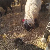 گوساله نرسبک‌وبره‌شیری‌35تا45کیلو