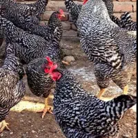 نژاد پلیموت راک اصلاح (آمروک آمریکایی)