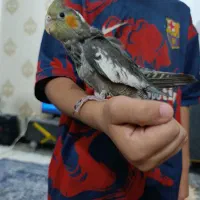 جوجه عروس هلندی
