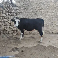 یک عدد شنگل
