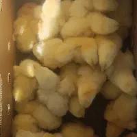 جوجه یک روزه گوشتی