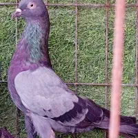 کبوترپاکستانی سبزهارا نر