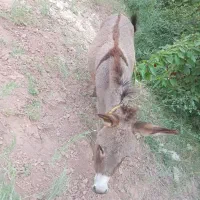 کره خره ۲ ساله