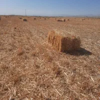 پرس گندم و جو