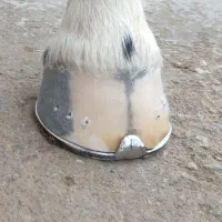 نعل بندی تخصصی اسب