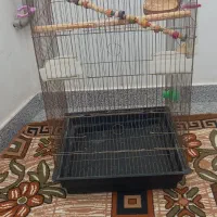قفس عروس هلندی