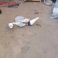 جفت گاه