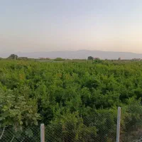 فروش باغ ویلای لوکس یک هکتاری در ساوه