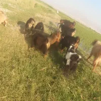 ۷ جفت چپش درج یک