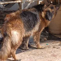 ژرمن شو کلاس A پا خرگوشی تربیت شده ماده واکسینه