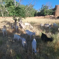 بز سانن