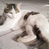 حیوانات خانگی گمشده