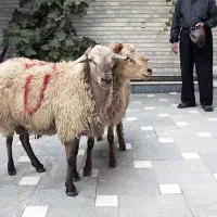 تهران یافت اباد بلوار الغدیر