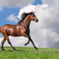 فروش اسب نریان عربی همایشی تیره همدانی