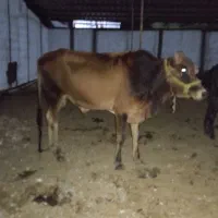 فروش 3 عدد گاو نر با هم یک جا