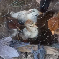 جوجه محلی