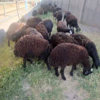 بره نر دشتی پای پروار