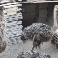 3عددشترمرغ4ماهه2نر1ماده