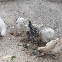 ۶تا وار خروس