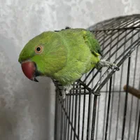 طوطی ملنگو