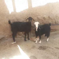 بز ....