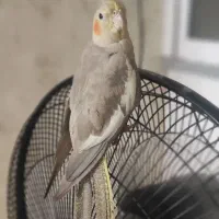 جوجه عروس