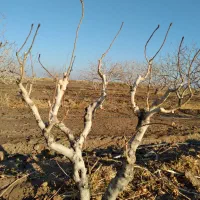 پیوند ،هرس و سربرداری درختان پسته تضمینی