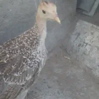 جوجه بوقلمون ۲/۵ ماهه
