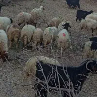 نیازمند گلیار