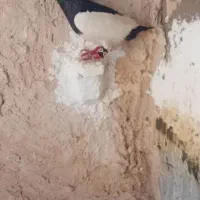 کبوتر پریدع