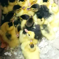 جوجه اردک روسی