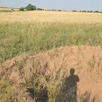 6هکتار-زمین-کشاورزی-یه-جا