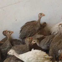 تعداد جوجه مرغ شاخدار