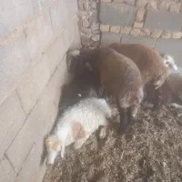 بره