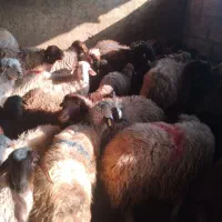 گوسفند///زنده شبانه روزی