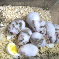 بچه همستر های جذاب
